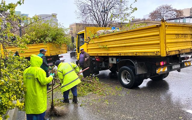Güclü külək paytaxtda 55 ağacı sındırdı -  FOTO