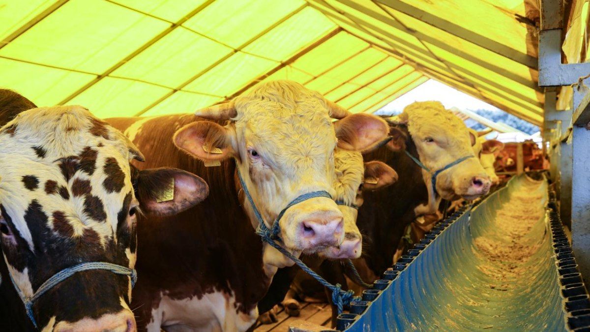 Kredit kartı ilə  qurbanlıq almaq olarmı?