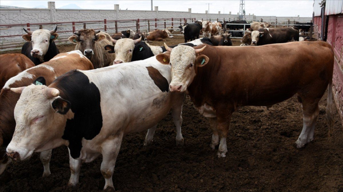 Kreditlə qurban almaq olarmı? -  Cavab
