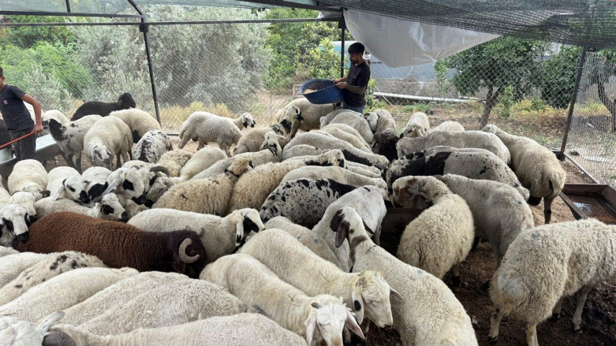 Qurbanlıq heyvanlara yaxşı baxın:  Qarnı şişdirsə...