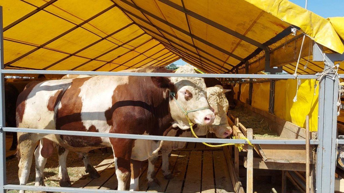 Qurban nə vaxta qədər kəsilə bilər?  