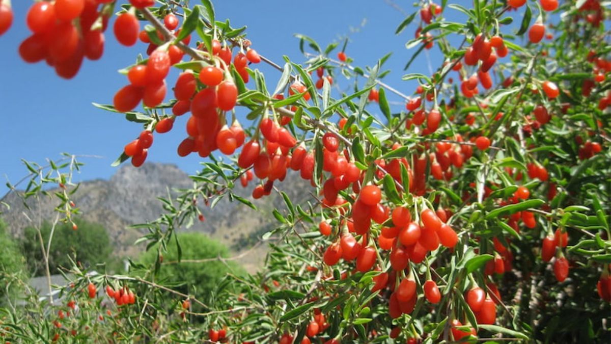 Goji berry nədir? -  Goji giləmeyvəsinin faydaları
