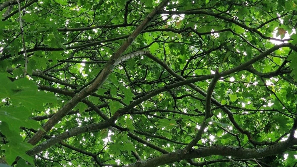 7 saniyədə tutuquşunu tapın -  Zəka testi