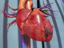 Ürəyin tez qocalmasının sirri    açıldı