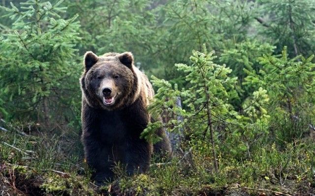 Naxçıvanda ayı ata və oğula hücum etdi 
