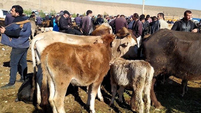 Rayonlarda heyvan bazarları bağılanır   - Dəhşətli xəstəliyə görə QADAĞA