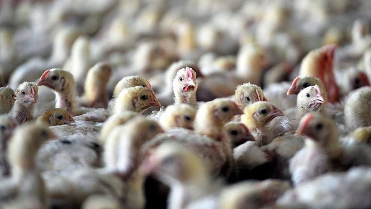 400.000-dən çox quş məhv edildi -  Quş qripi təhlükəsi
