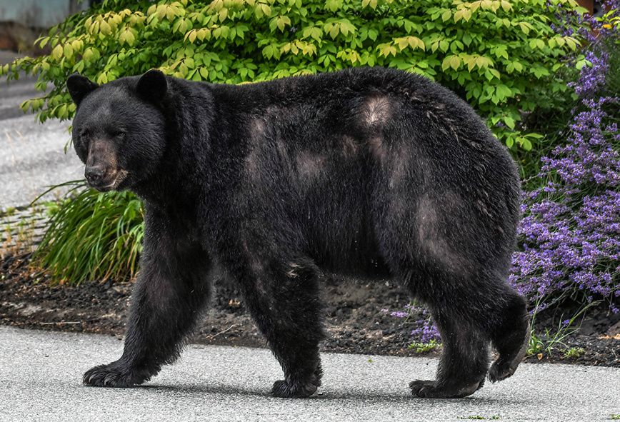 Yaponiya ayıların hücumuna qarşı ordu yeridir 