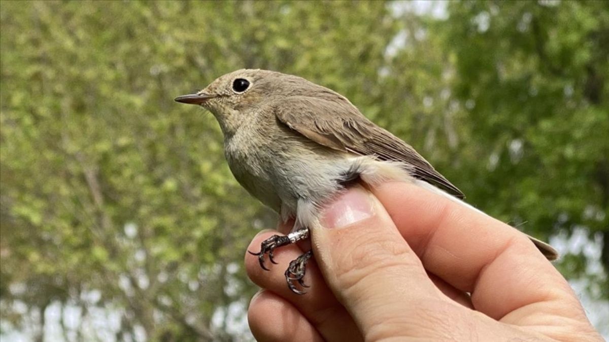  TikTok-un yeni trendi "quş sınağı" -  Münasibətdən xəbər verir