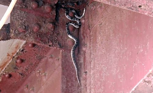 Ölən oğlunu  diriltmək üçün meyiti  inək peyinində saxladı