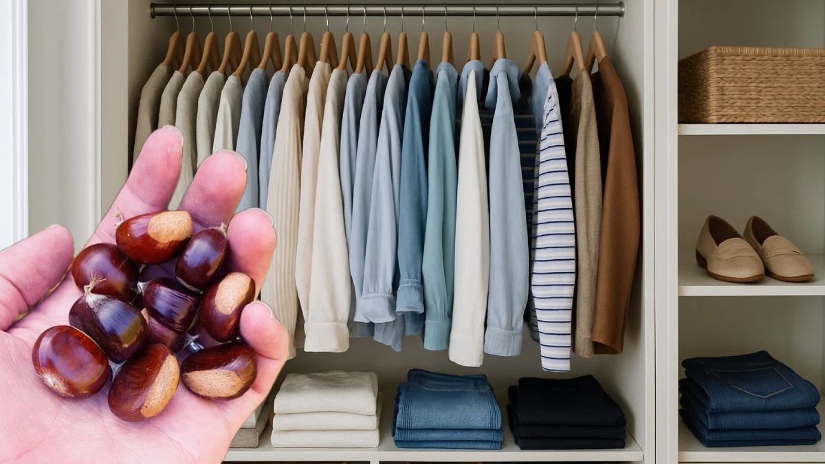 Bir ədədini şkafa qoyun -  Rütubət və nəmliyi çəkir