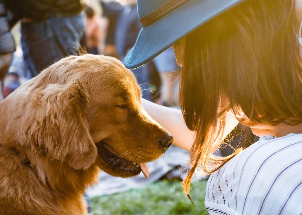 İt-pişik sığallamaq beyinə çox faydalıdır 