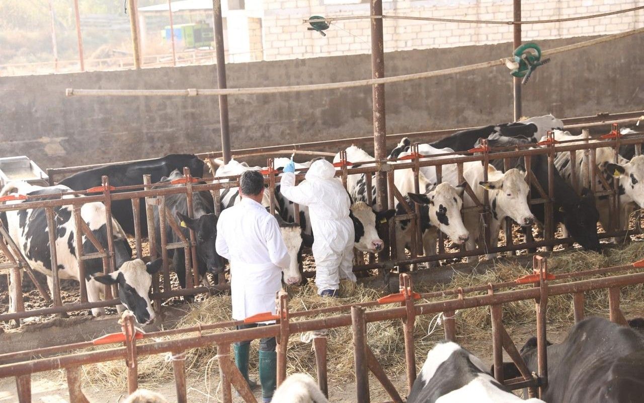 Dabaq xəstəliyinə görə peyvəndləmə işlərinə başlanıldı 