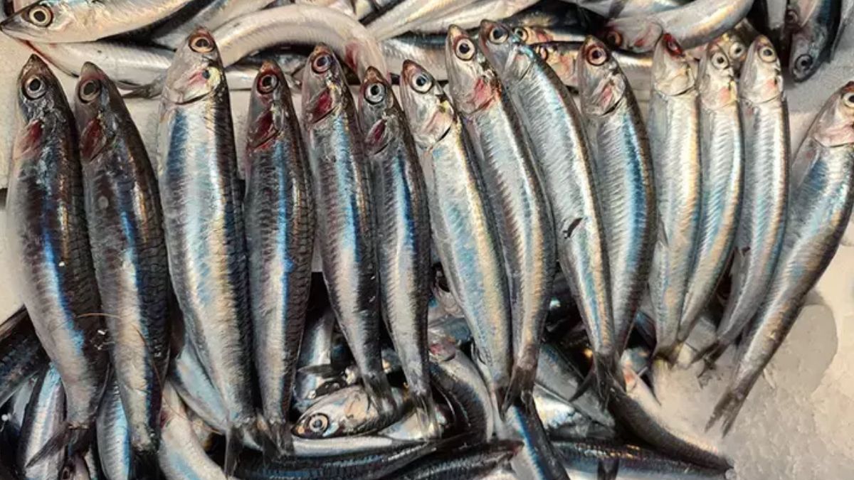 Əgər balığın qarnı belədirsə,  almayın! 