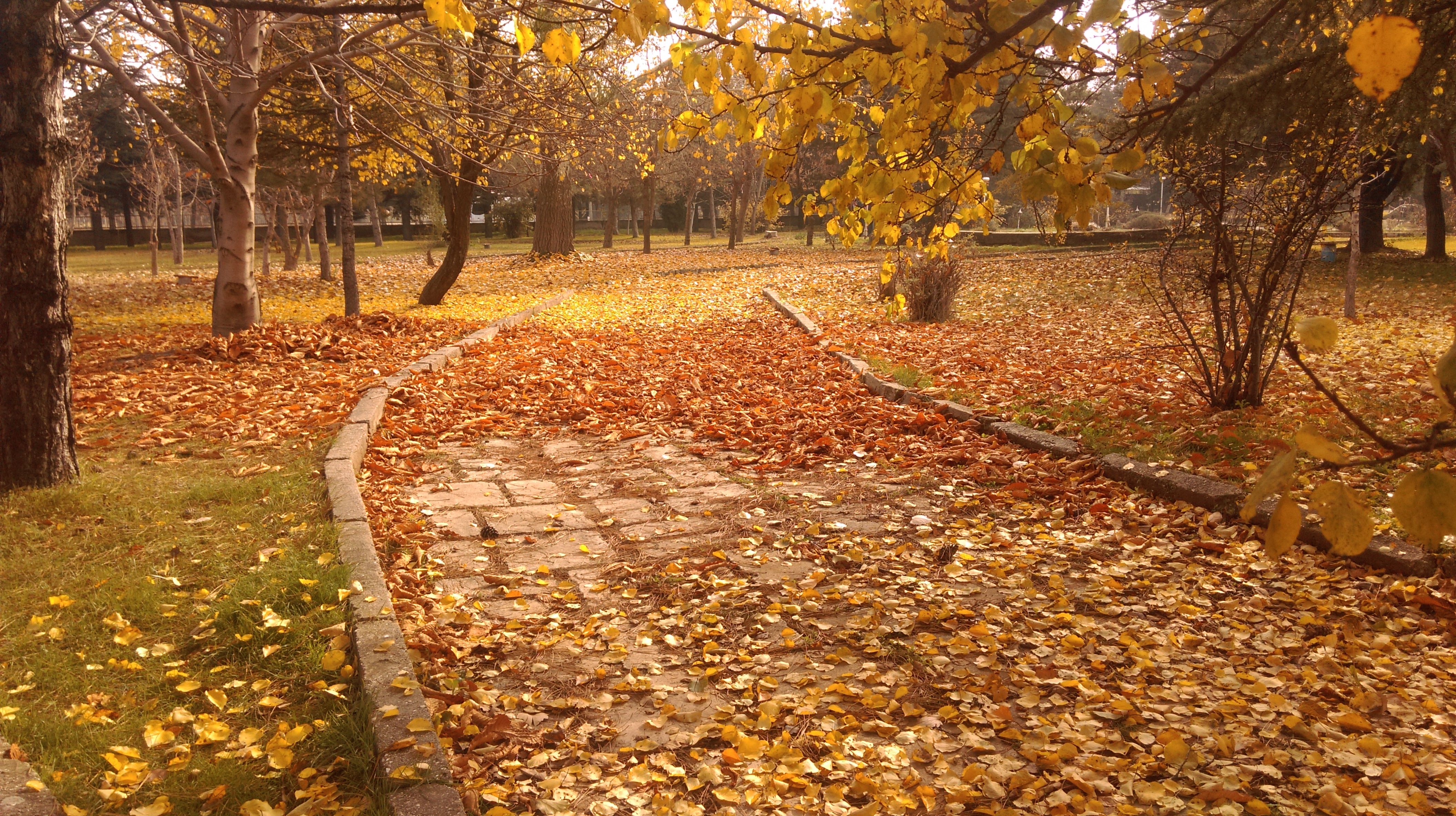 Sabahın hava proqnozu 