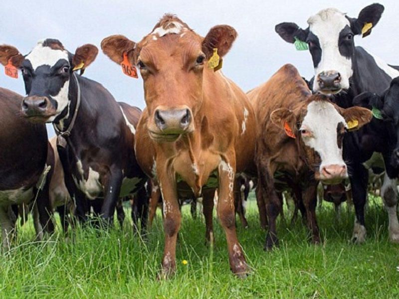 Dabaq xəstəliyinə görə  11 kənd karantinə alındı