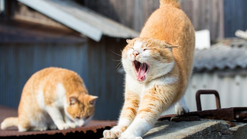 Pişiklərin tez-tez əsnəməsinin  səbəbi budur