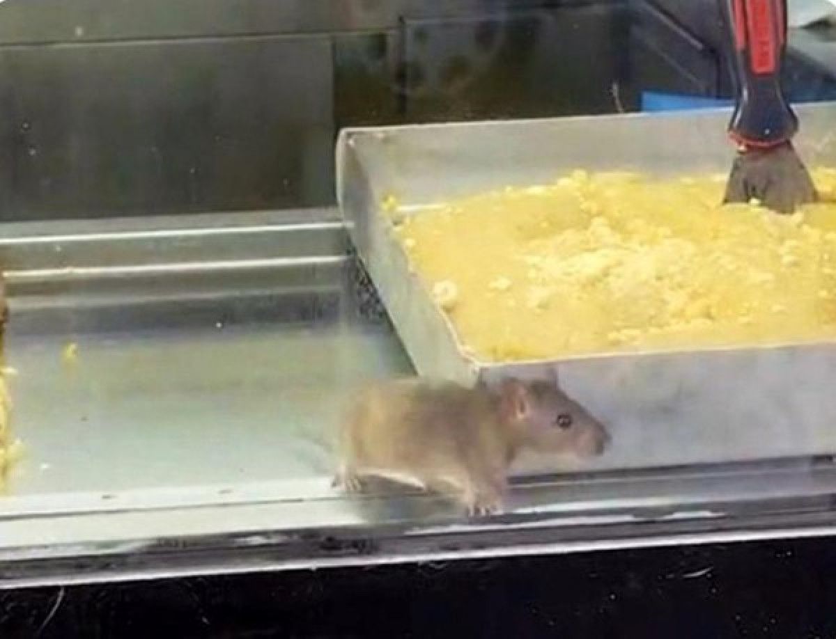 Şirniyyat mağazasında iyrənc görüntülər -  Vitrində siçovul gəzir