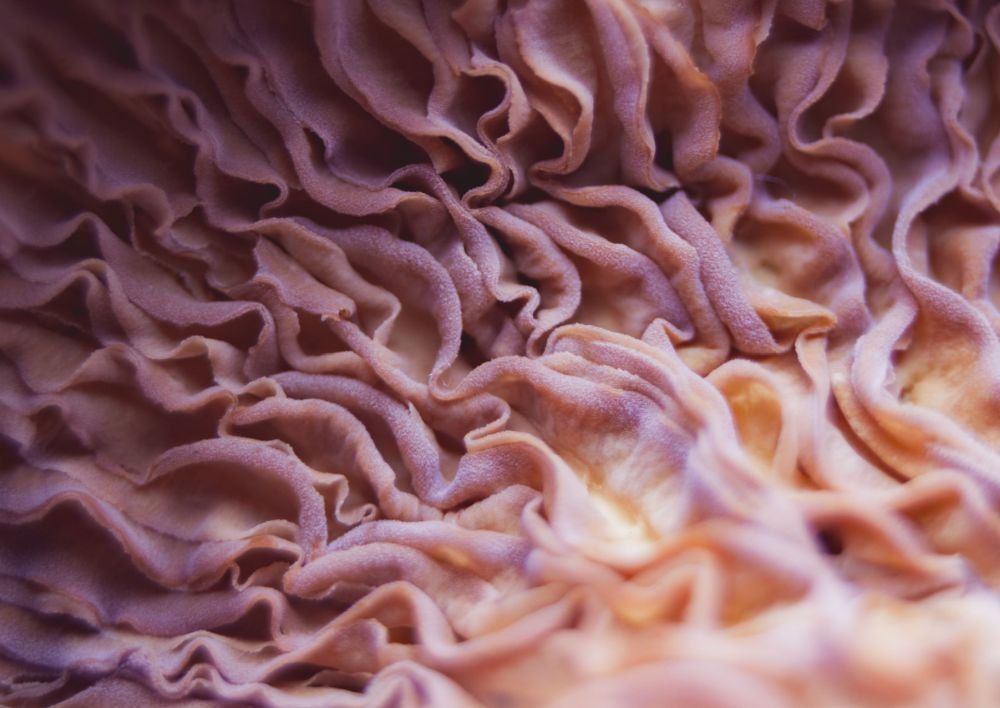 Təhlükəli göbələklərin SİYAHISI  – ÜST