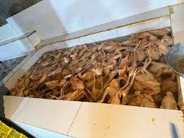 Xırdalanda toyuqları rəngləyib, kənd çolpası adı ilə satan   - ifşa edildi