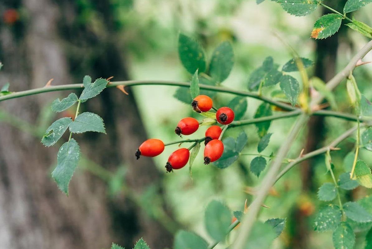 Ürəyin dərmanı, xərçəngdən qoruyan   - ucuz bitki
