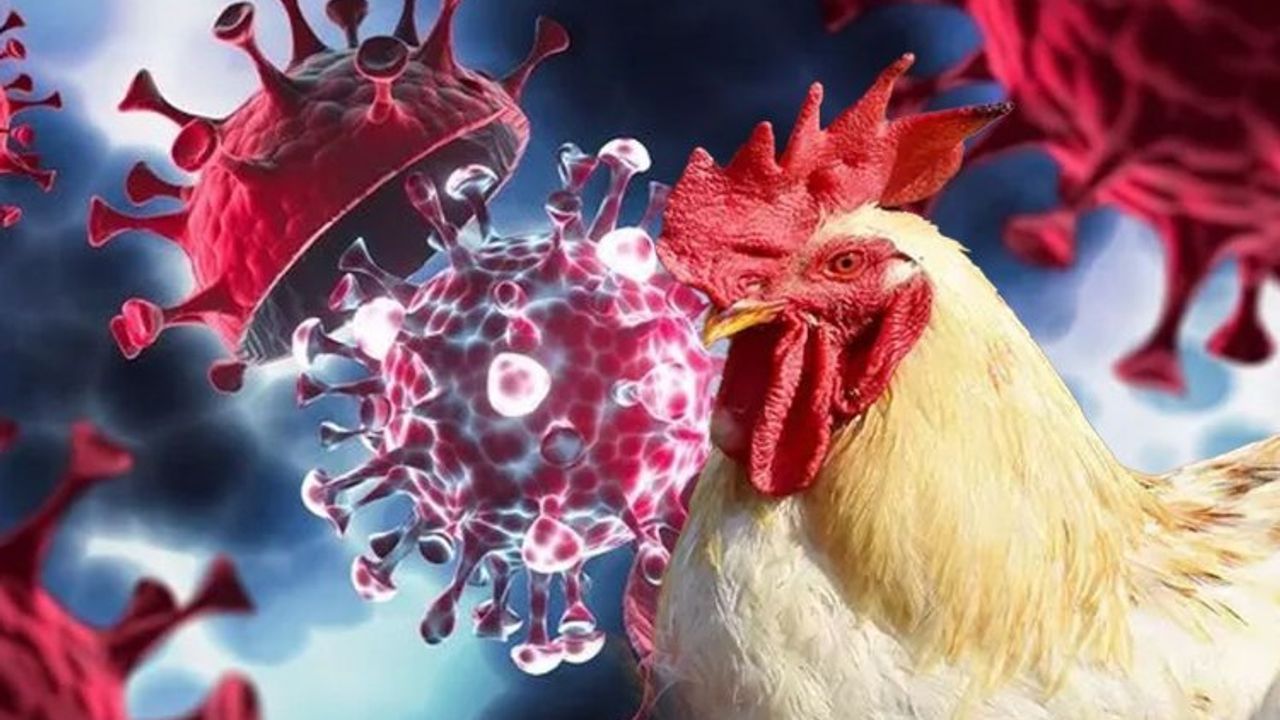 Azərbaycanda quş qripinə yoluxma var? -  Rəsmi açıqlama