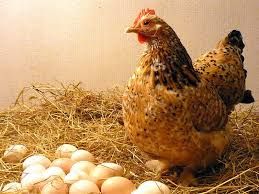 Toyuq yumurtası  bədən yağlarını azaldır 