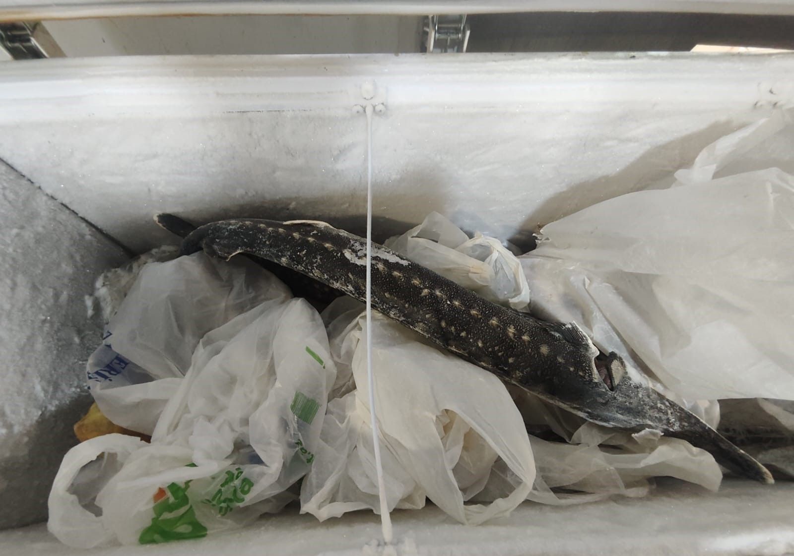 Bu restoranda qida məhsulları döşəmənin üzərində saxlanılırmış -  FOTO