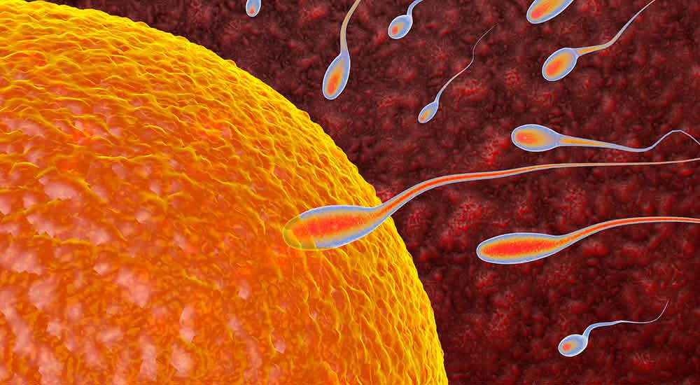 Askorbin turşusunun qadın və kişi sağlamlığında effekti   - Elmi araşdırma