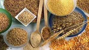 Bu taxıllar  arteriya damarlarını tuta bilər 