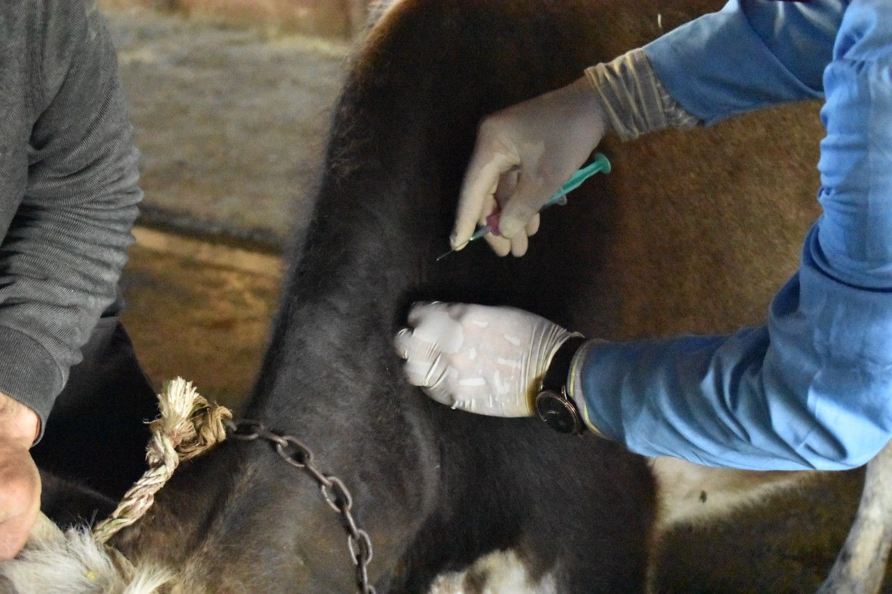 Bu xəstəliklərə qarşı peyvəndləmə tədbirlərinə başlanıldı -  FOTO