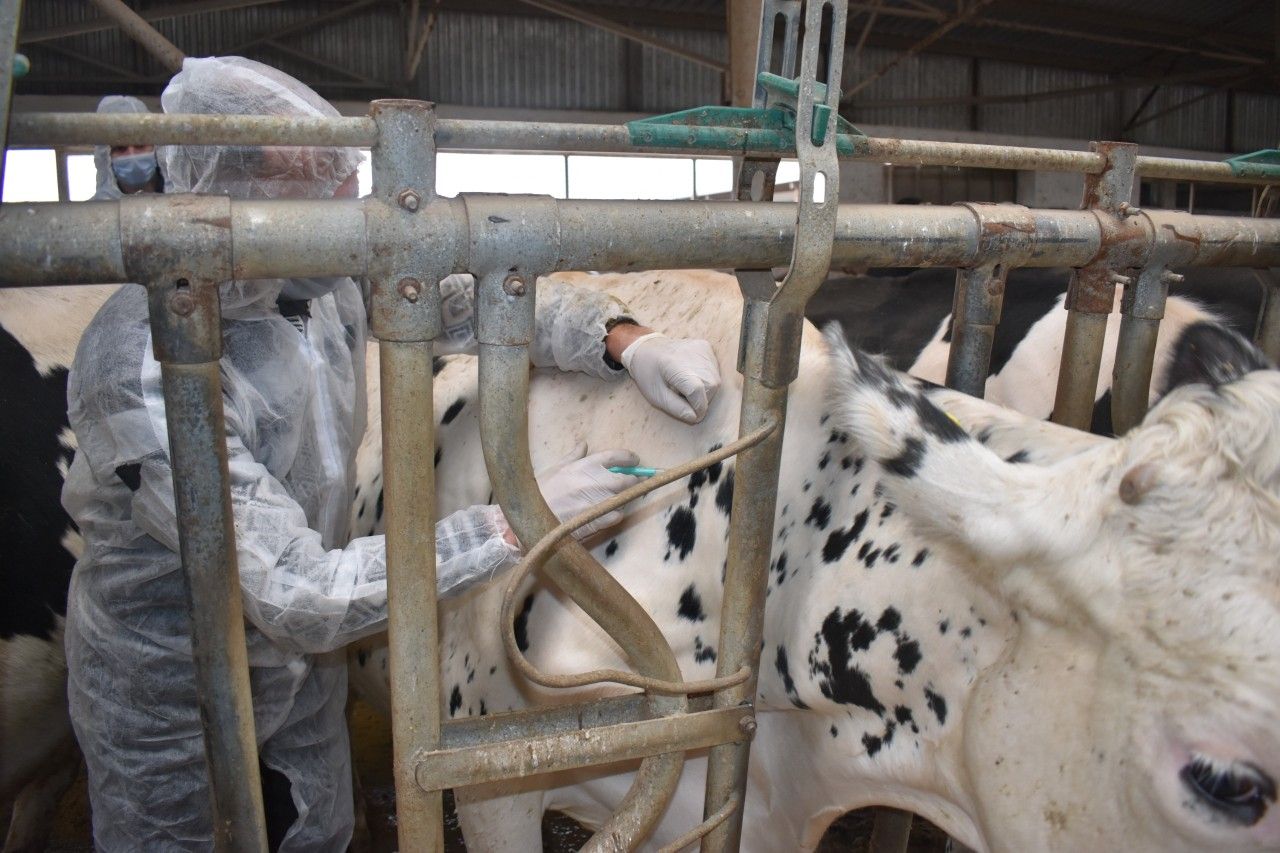 Bu xəstəliklərə qarşı peyvəndləmə tədbirlərinə başlanıldı -  FOTO