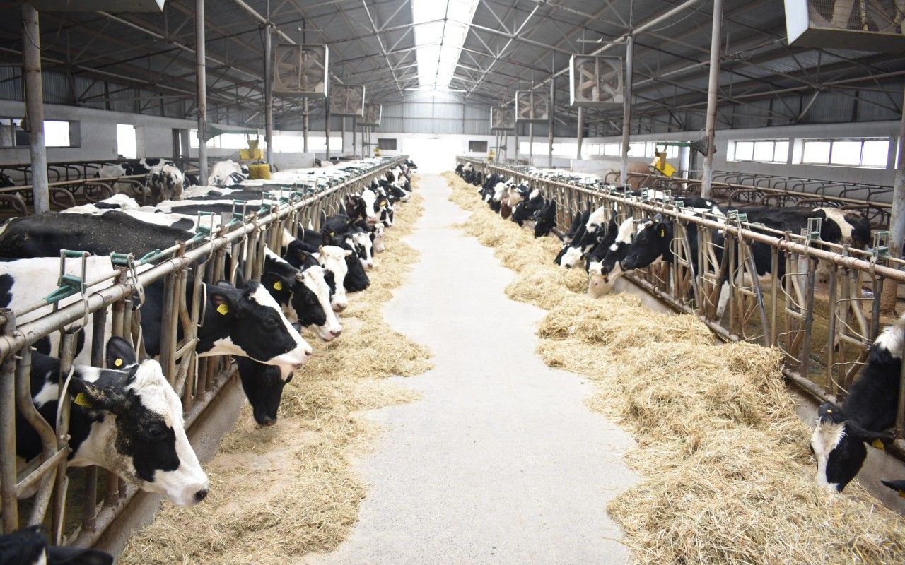 Bu xəstəliklərə qarşı peyvəndləmə tədbirlərinə başlanıldı -  FOTO