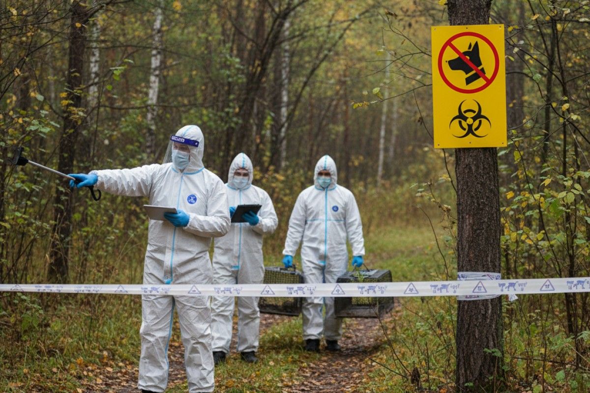 Rusiyada daha bir regionda quduzluğa görə – Karantin 