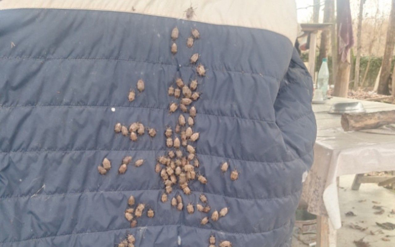 Qəhvəyi mərmər bağacığına qarşı monitorinqlər davam edir 