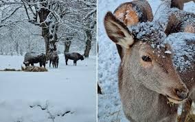 Azərbaycanda qar yağır   - Faktiki hava