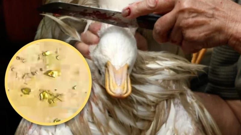 Mədəsində qızıl olan ördək  hər kəsi heyrətləndirdi