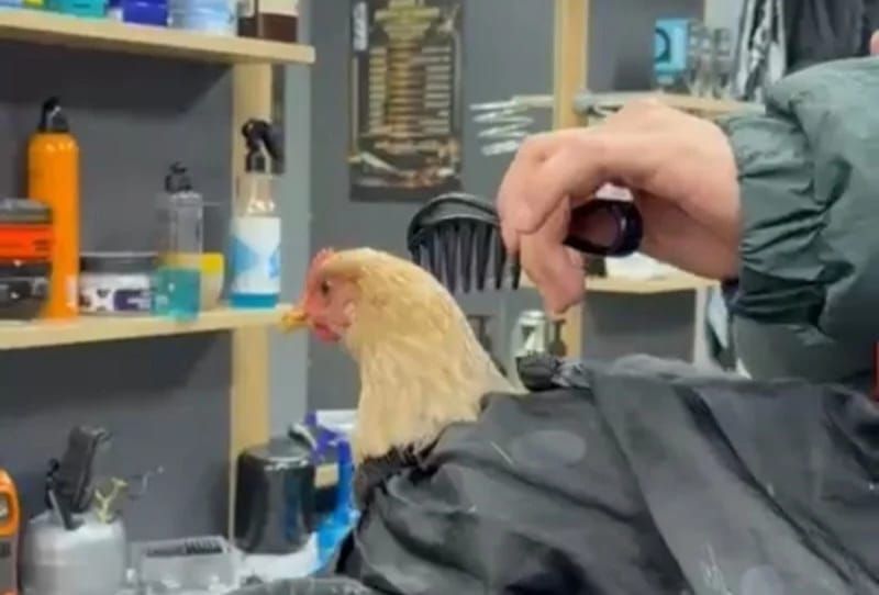 Bərbərin toyuğu qırxması gündəm oldu -  "Bayrama hazırdır" - FOTO