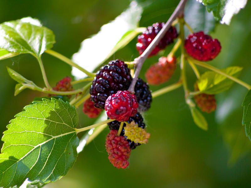 Qanda şəkəri idarə edən təbii vasitə  - Sınayın