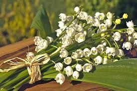 Bu zanbaqlar ölümcüldür  – Diqqət!