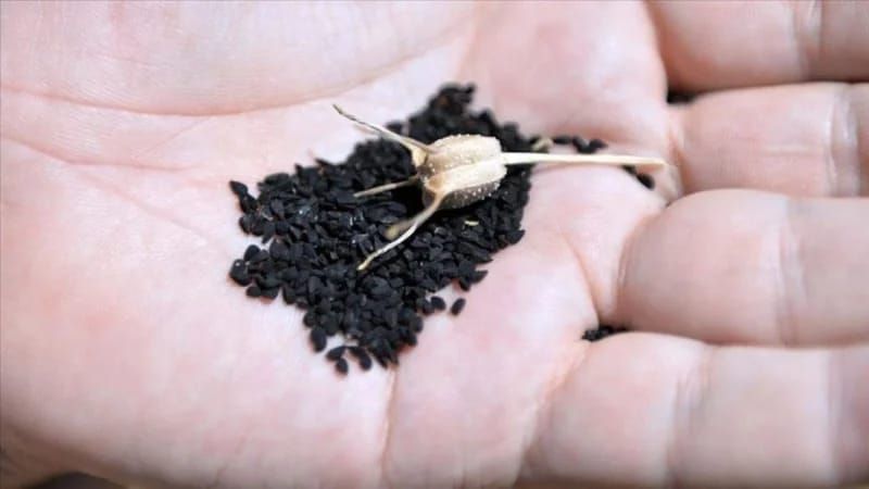 Peyğəmbərin təriflədiyi toxum:  Hər gün 2-3 ədəd udun