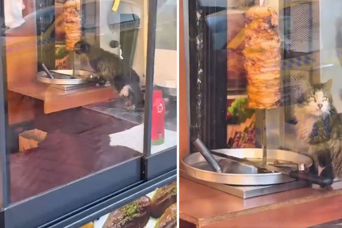 Küçə pişiyi restorandakı dönər ətini yedi -  Qalmaqallı görüntülər