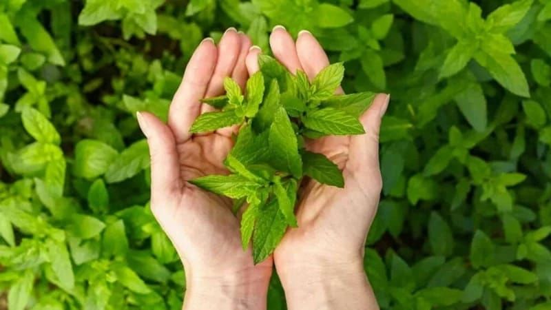 İştahanı "öldürən" bitki:  Səhərlər 1-2 ədəd çeynəyin