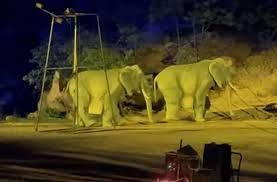 Zooparkda qalmaqal – Fillər heyvan yox, adam imiş  – Kuryoz olay