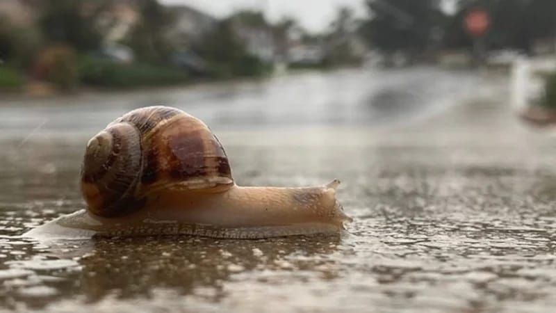 İlbizlər niyə yağışdan sonra peyda olur? -  Səbəb