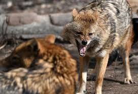 Ucarda vəhşi çaqqal hücumu    - Yaralananlar var