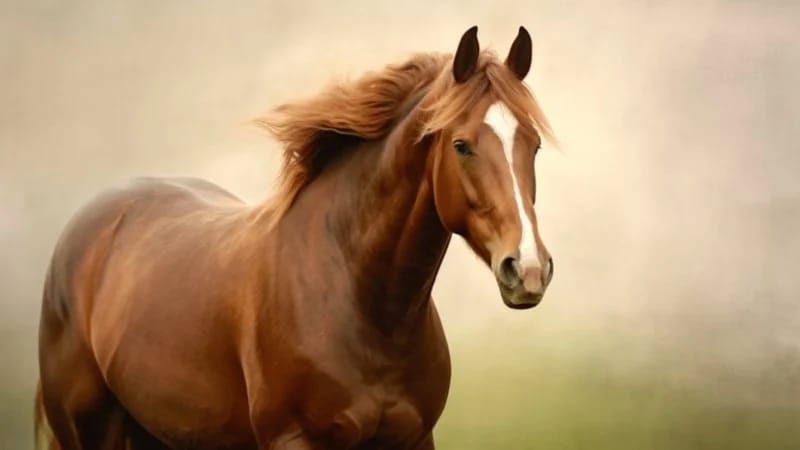 Atın alnındakı ağ ləkələr təsadüf deyil -  Görün, nə üçündür...
