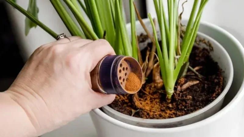 Qarışqalar bu qoxuya nifrət edir:  Bitkiləri xilas edən ədviyyat