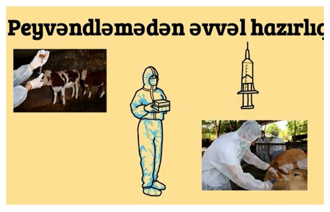 Heyvanlar necə peyvənd olunur? -  VİDEO