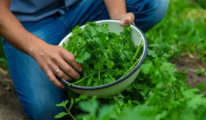 Tərkibində portağaldan üç dəfə çox C vitamini var -  Cəfərinin faydaları